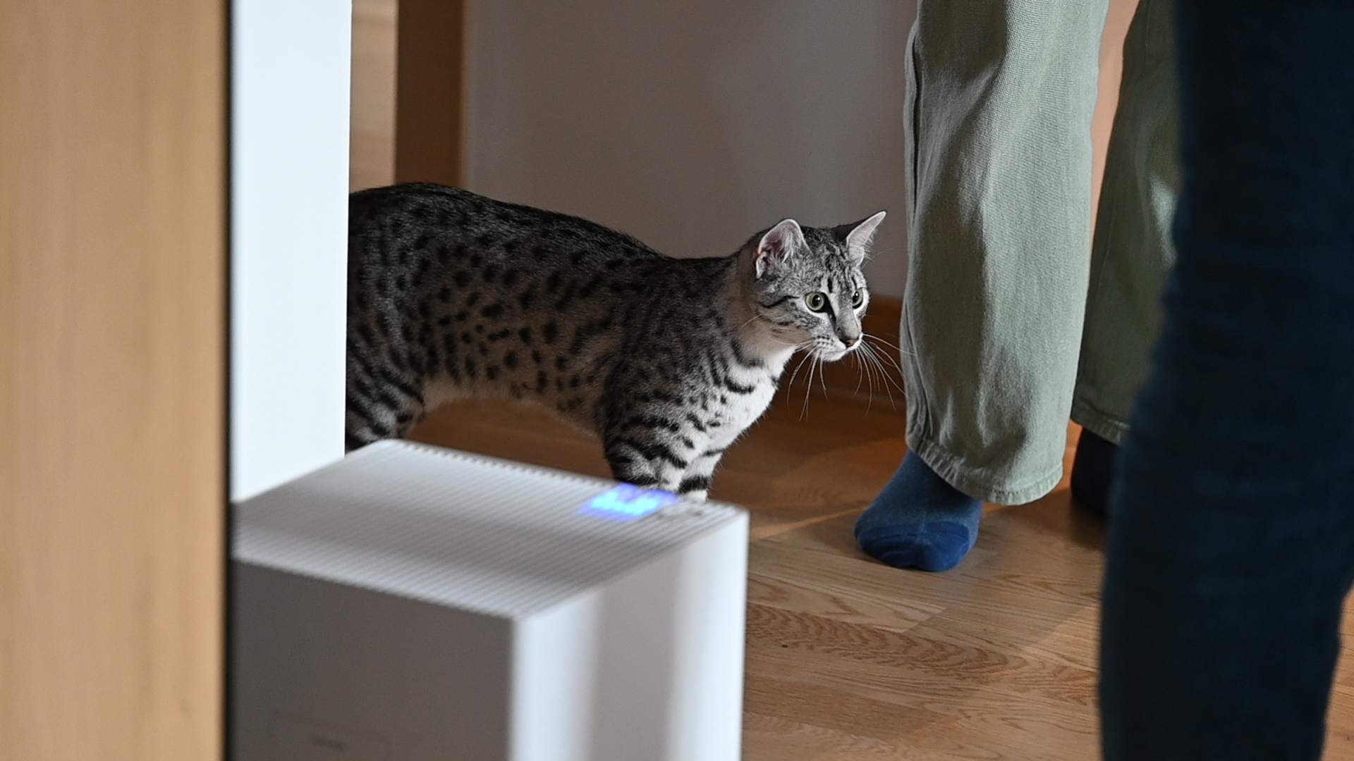 2025/10/12 - cats/DSC_0094.JPG